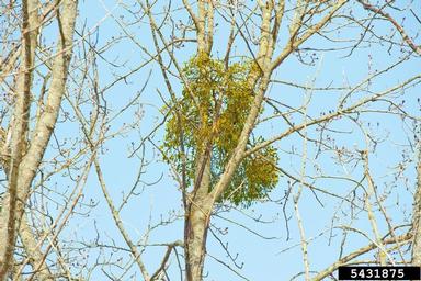 European mistletoe (Viscum album ) on black cottonwood (Populus balsamifera ssp. trichocarpa) - 5431875