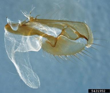 cotton leafworm, tobacco cutworm, Spodoptera litura  (Lepidoptera: Noctuidae) - 5431952