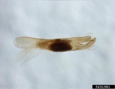 yellowstriped armyworm, Spodoptera ornithogalli  (Lepidoptera: Noctuidae) - 5431981