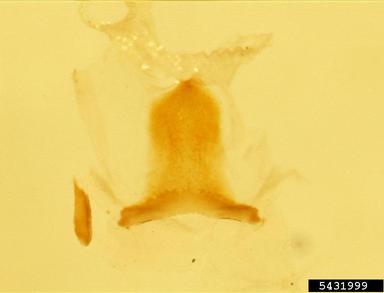 armyworm, Spodoptera pulchella  (Lepidoptera: Noctuidae) - 5431999