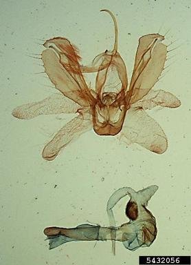 armyworm, Spodoptera pulchella  (Lepidoptera: Noctuidae) - 5432056