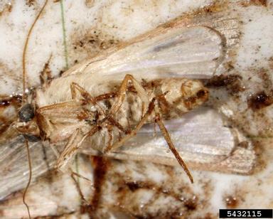 armyworms, Spodoptera spp.  (Lepidoptera: Noctuidae) - 5432115
