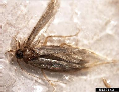 tomato leafminer, Tuta absoluta  (Lepidoptera: Gelechiidae) - 5432143