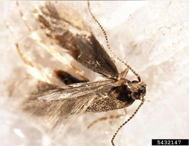 tomato leafminer, Tuta absoluta  (Lepidoptera: Gelechiidae) - 5432147