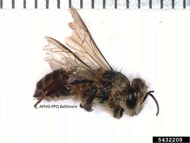Asiatic honey bee, Apis cerana  (Hymenoptera: Apidae) - 5432208