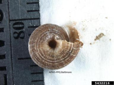 snails, Cernuella spp.  (Stylommatophora: Hygromiidae) - 5432216