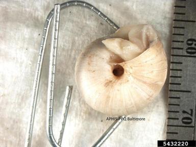 vineyard snail, Cernuella virgata  (Stylommatophora: Hygromiidae) - 5432220