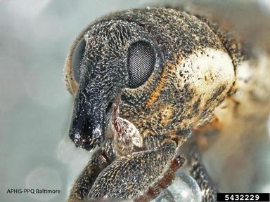 ragweed weevil, Lixus scrobicollis  (Coleoptera: Curculionidae) - 5432229