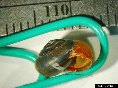 Cartusian snail, Monacha cartusiana  (Stylommatophora: Hygromiidae) - 5432234