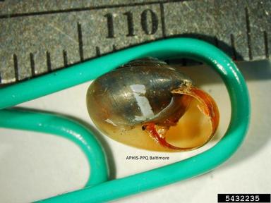 Cartusian snail, Monacha cartusiana  (Stylommatophora: Hygromiidae) - 5432235
