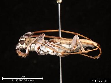 long-horned beetle, Olenecamptus spp.  (Coleoptera: Cerambycidae) - 5432238