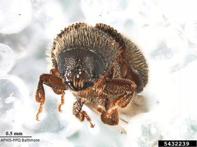 peach bark beetle, Phloeotribus liminaris  (Coleoptera: Curculionidae) - 5432239