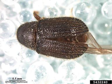 peach bark beetle, Phloeotribus liminaris  (Coleoptera: Curculionidae) - 5432240