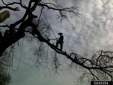 pruning (general) on English oak (Quercus robur ) - 5432254