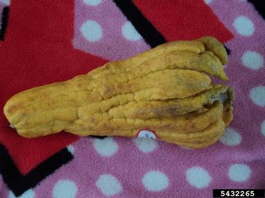 buddha's hand, Citrus medica sarcodactylis (Sapindales: Rutaceae) - 5432265