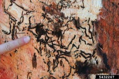 goldspotted oak borer, Agrilus coxalis auroguttatus (Coleoptera: Buprestidae) - 5432267