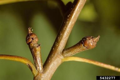 northern red oak, Quercus rubra  (Fagales: Fagaceae) - 5432277