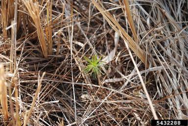 cogongrass, Imperata cylindrica  (Cyperales: Poaceae) - 5432288