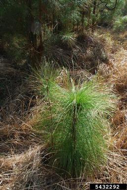 cogongrass, Imperata cylindrica  (Cyperales: Poaceae) - 5432292