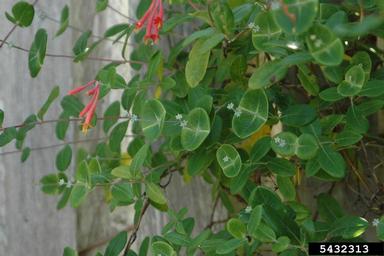 trumpet honeysuckle, Lonicera sempervirens  (Dipsacales: Caprifoliaceae) - 5432313