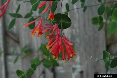 trumpet honeysuckle, Lonicera sempervirens  (Dipsacales: Caprifoliaceae) - 5432315