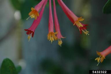 trumpet honeysuckle, Lonicera sempervirens  (Dipsacales: Caprifoliaceae) - 5432322