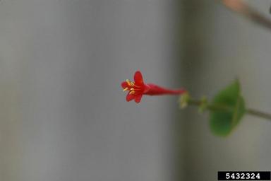 trumpet honeysuckle, Lonicera sempervirens  (Dipsacales: Caprifoliaceae) - 5432324