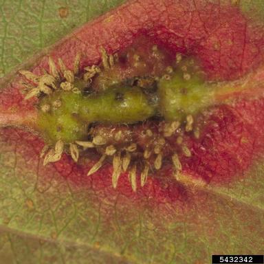 Japanese apple rust (Gymnosporangium yamadae ) on toringo crab (Malus toringo ) - 5432342
