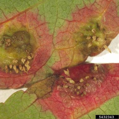 Japanese apple rust (Gymnosporangium yamadae ) on toringo crab (Malus toringo ) - 5432343