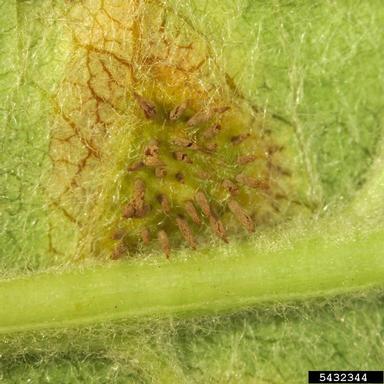 Japanese apple rust (Gymnosporangium yamadae ) on apple (Malus domestica ) - 5432344