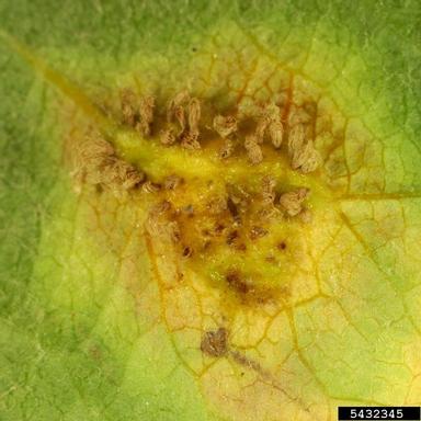 Japanese apple rust (Gymnosporangium yamadae ) on apple (Malus domestica ) - 5432345