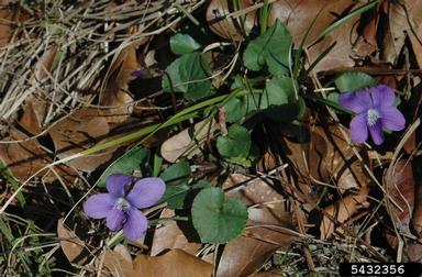 common blue violet, Viola sororia  (Violales: Violaceae) - 5432356