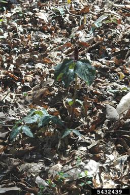 spotted wakerobin, Trillium maculatum  (Liliales: Liliaceae) - 5432439