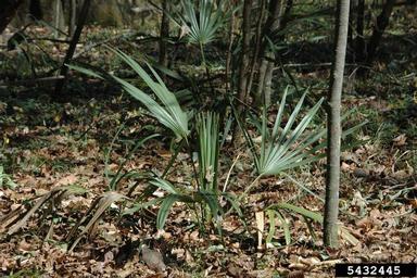 needle palm, Rhapidophyllum hystrix  (Arecales: Arecaceae) - 5432445