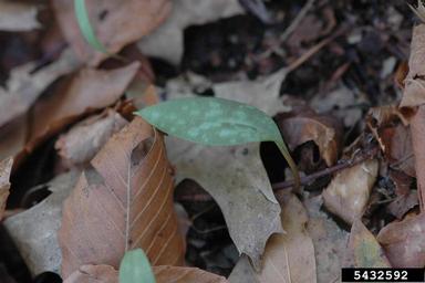 dimpled troutlily, Erythronium umbilicatum  (Liliales: Liliaceae) - 5432592