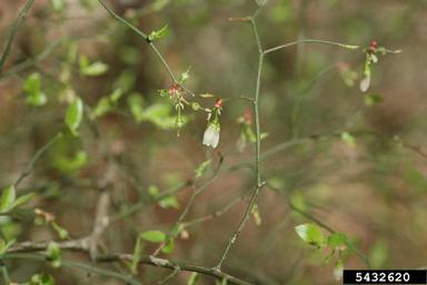 blueberry, Vaccinium spp.  (Ericales: Ericaceae) - 5432620