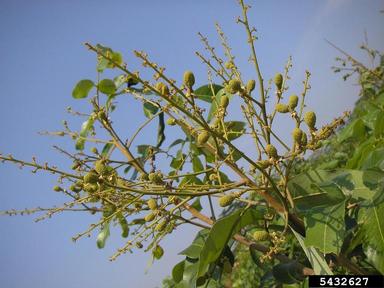 longan, Dimocarpus longan  (Sapindales: Sapindaceae) - 5432627