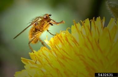 yellow dung fly, Scathophaga stercoraria  (Diptera: Scathophagidae) - 5432631