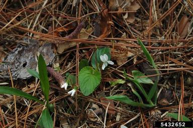 sweet white violet, Viola blanda  (Violales: Violaceae) - 5432652