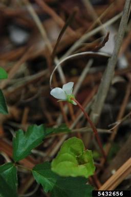 sweet white violet, Viola blanda  (Violales: Violaceae) - 5432656
