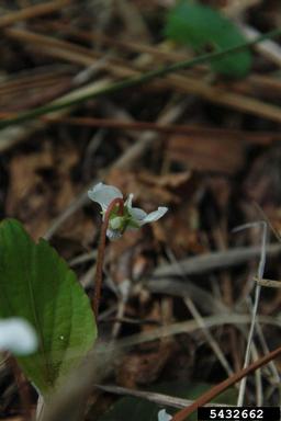 sweet white violet, Viola blanda  (Violales: Violaceae) - 5432662