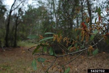 live oak, Quercus virginiana  (Fagales: Fagaceae) - 5432702