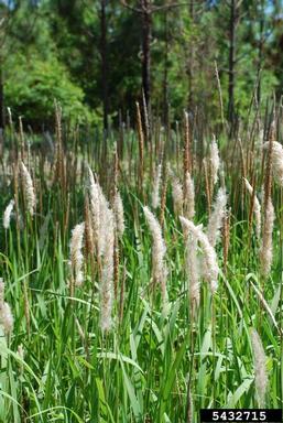 cogongrass, Imperata cylindrica  (Cyperales: Poaceae) - 5432715