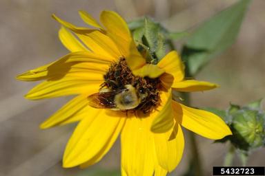 bumble bees, Bombus spp.  (Hymenoptera: Apidae) - 5432723
