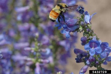 bumble bee (Bombus huntii ) on beardtongues (Penstemon spp. ) - 5432729