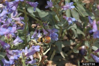 bumble bee (Bombus huntii ) on beardtongues (Penstemon spp. ) - 5432730
