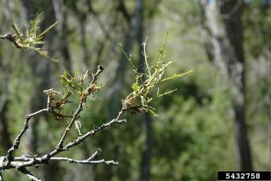 linden looper, Erannis tiliaria  (Lepidoptera: Geometridae) - 5432758