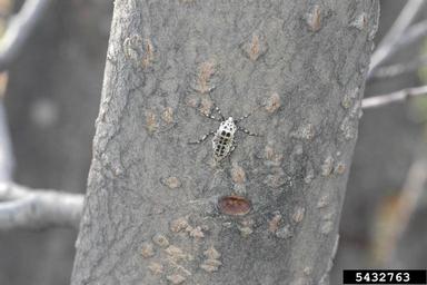 linden looper, Erannis tiliaria  (Lepidoptera: Geometridae) - 5432763