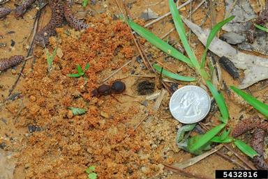 Texas leafcutting ant, Atta texana  (Hymenoptera: Formicidae) - 5432816