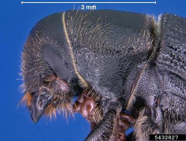 black turpentine beetle, Dendroctonus terebrans  (Coleoptera: Curculionidae) - 5432827